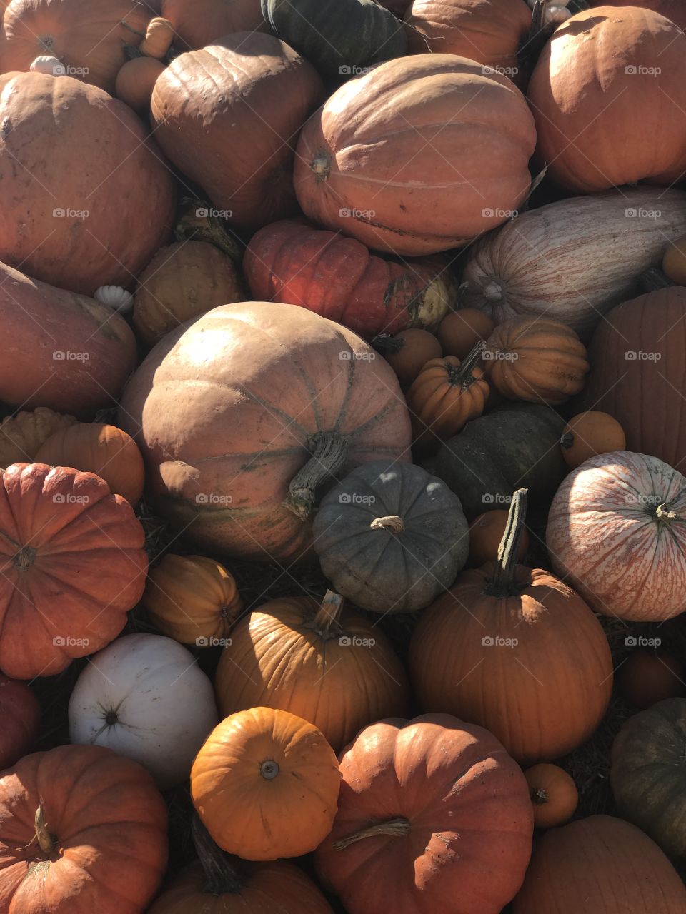 Pile of Pumpkins
