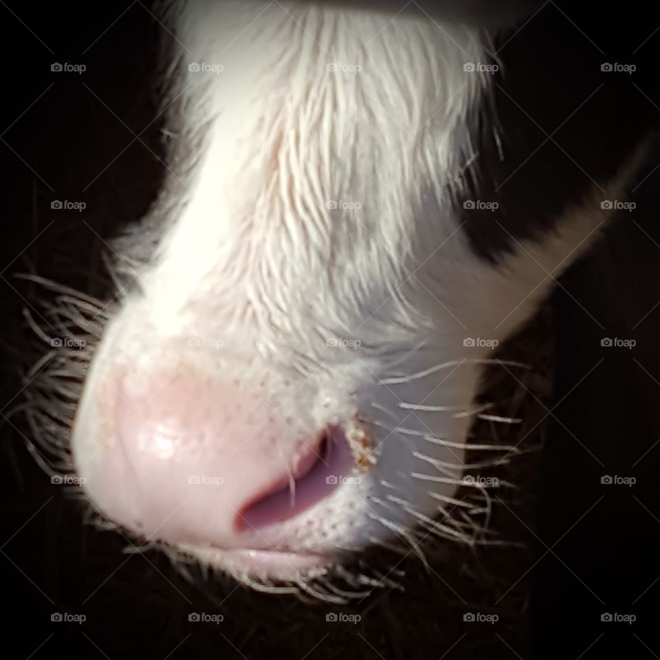 cow close up