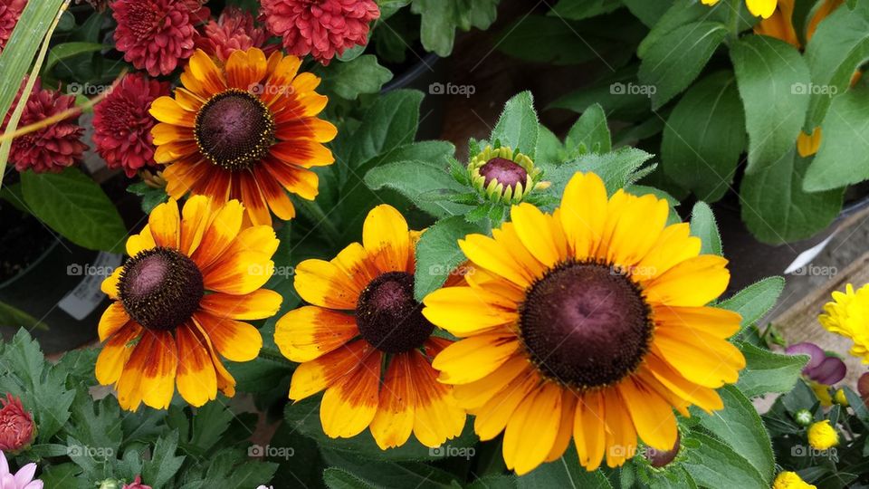 Black eyed Susans