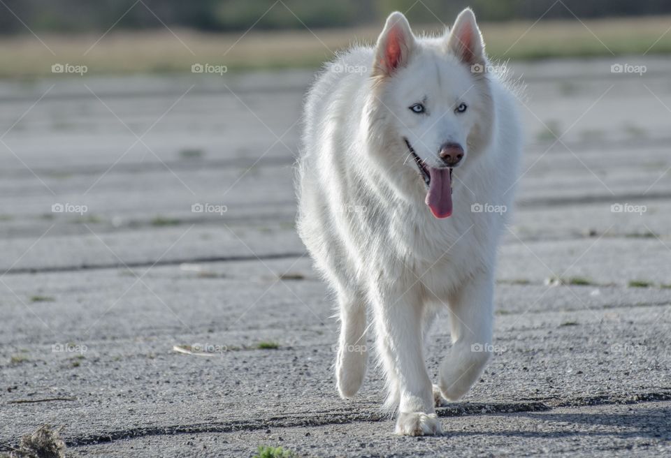 View of dog walking on street