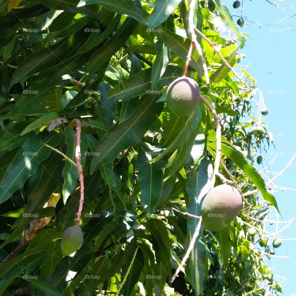 Mangoes growing on tree