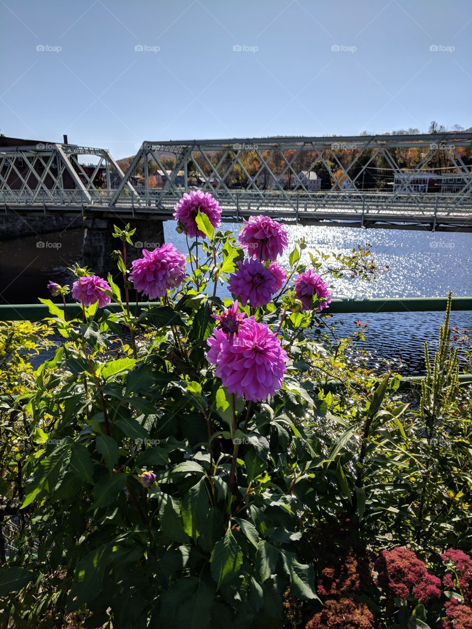 flower bridge