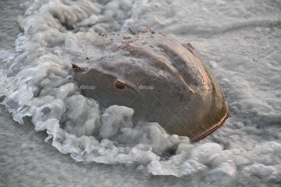 Horseshoe crab