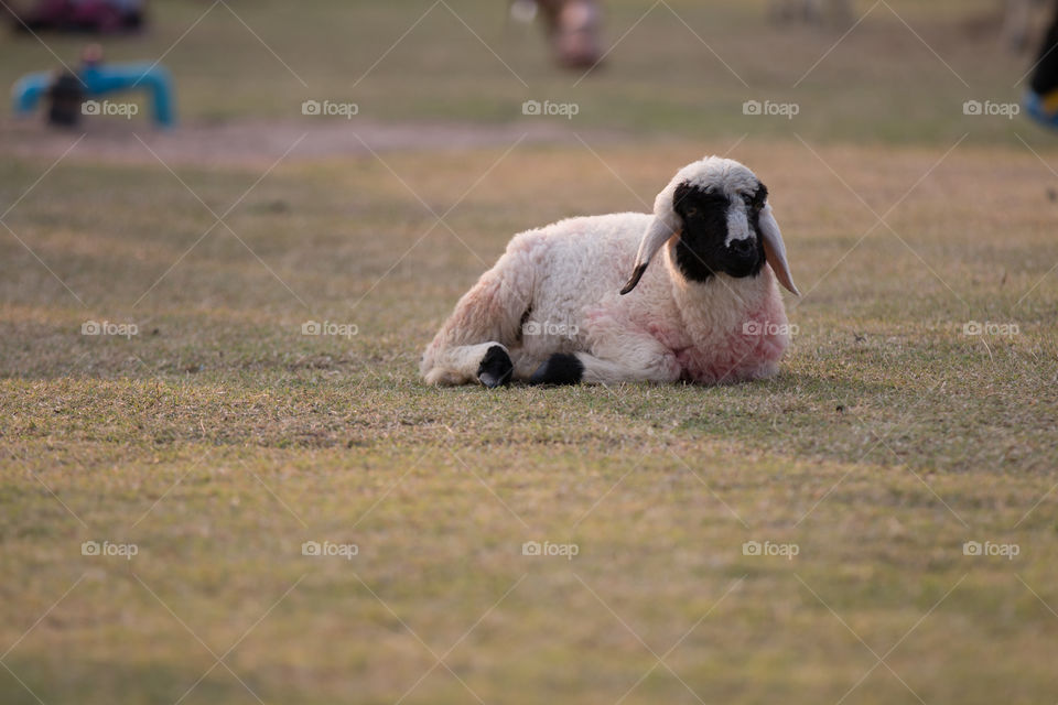 Mammal, Animal, Grass, No Person, Dog