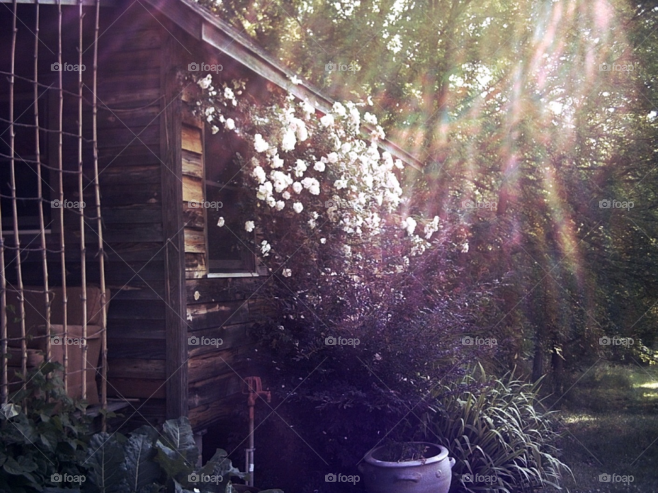 flowers barn cabin vine by Amy