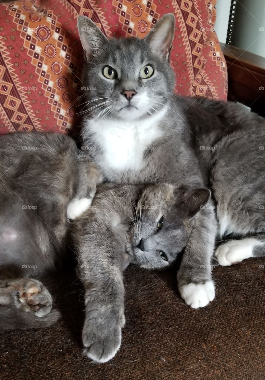 grey cats snuggle together