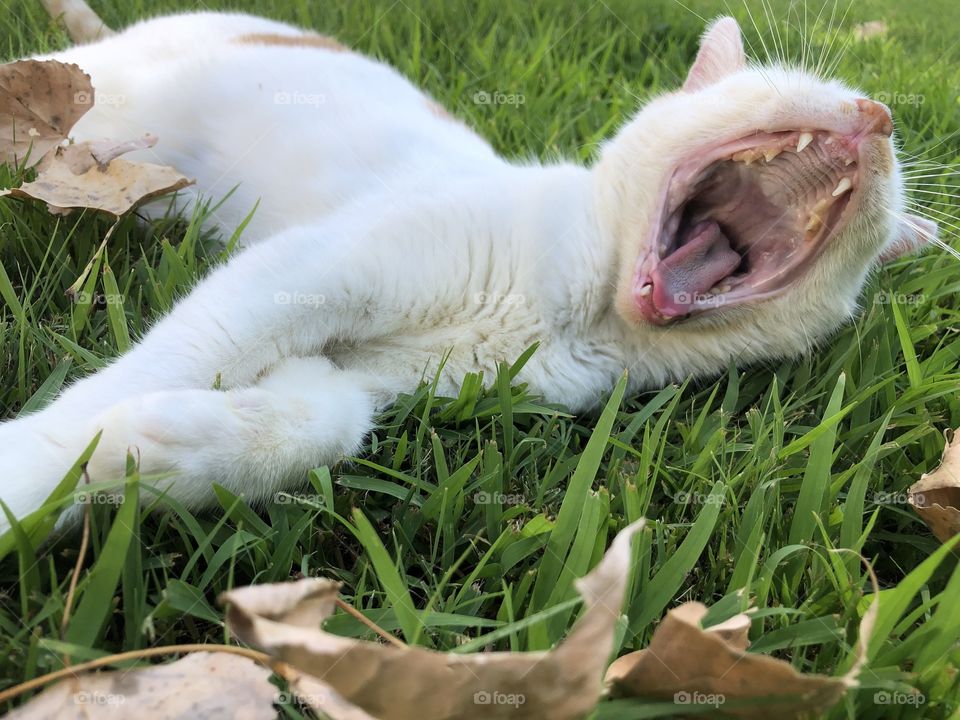 big yawn