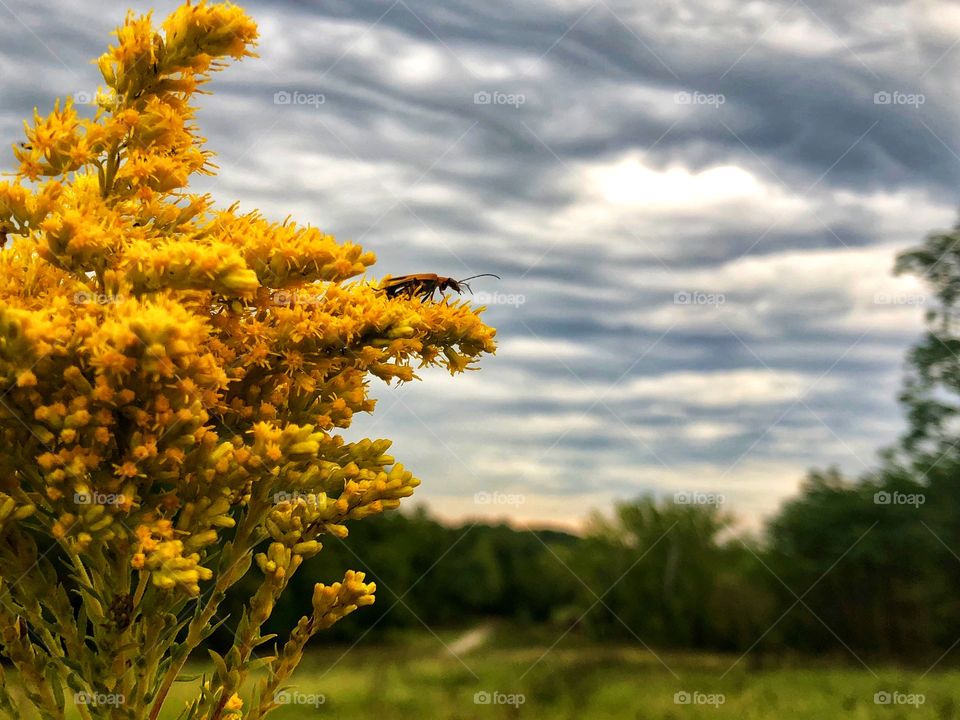 Stormy landscape. 