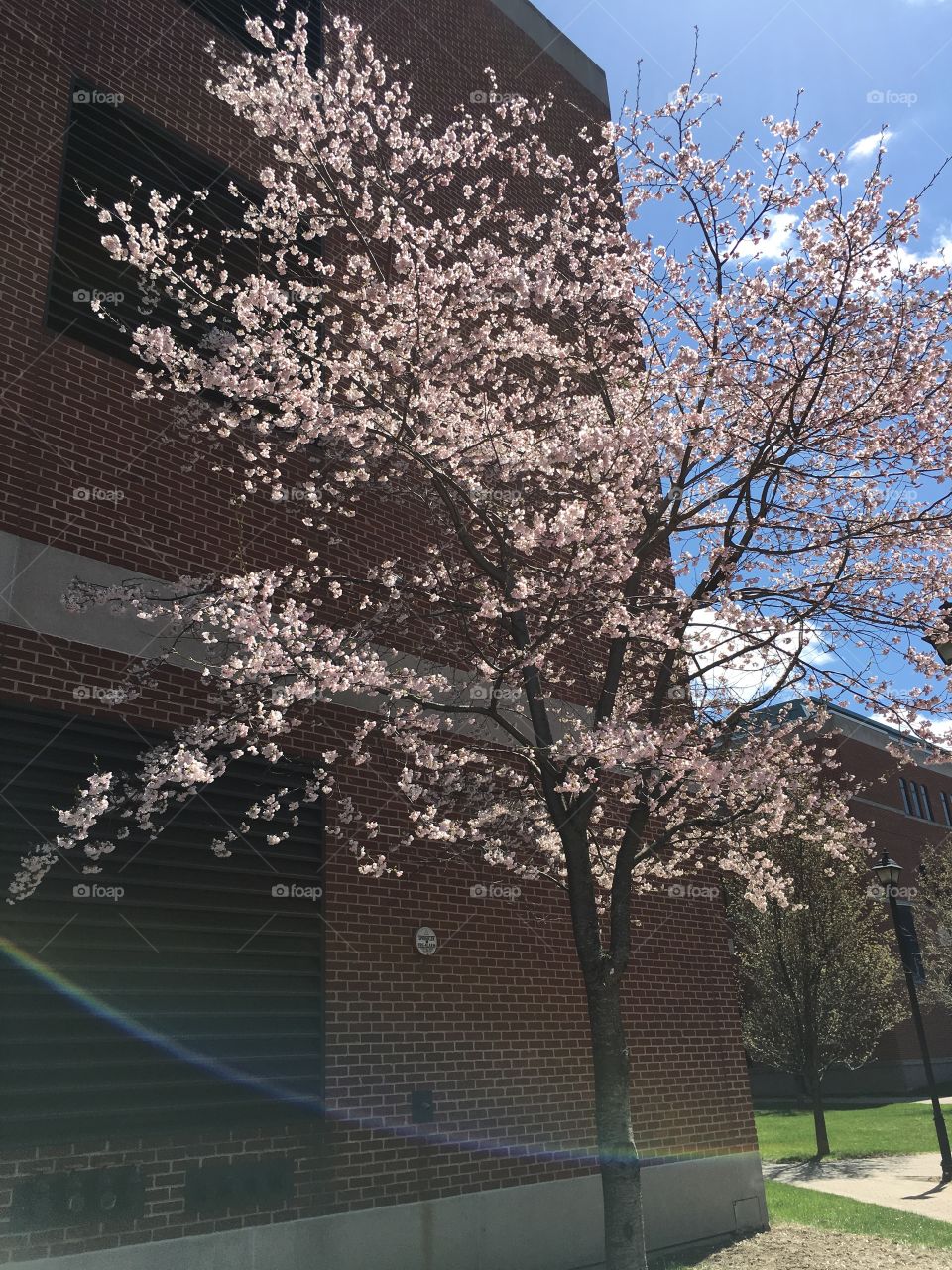 Spring time on campus