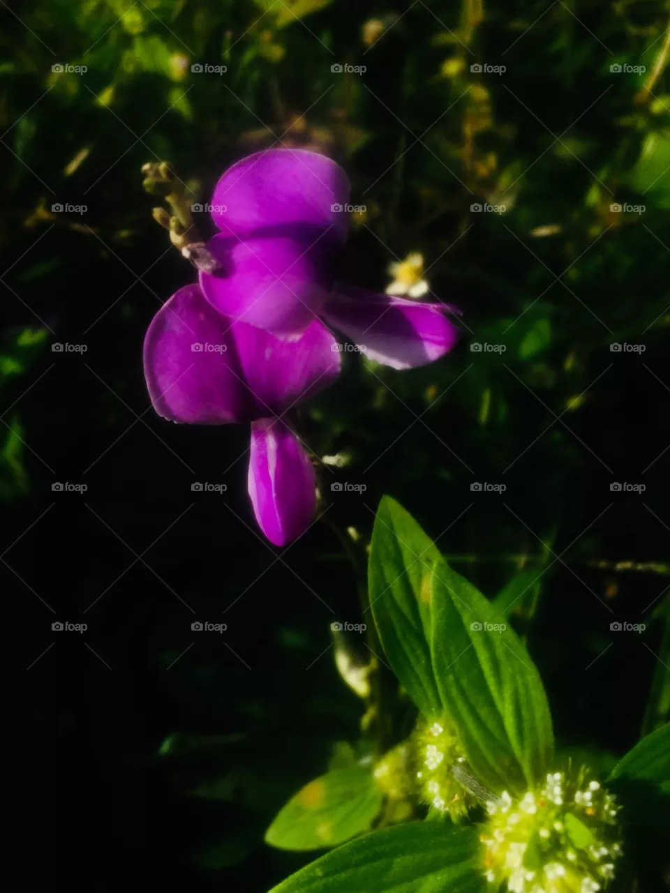 Purple flower in dark background 