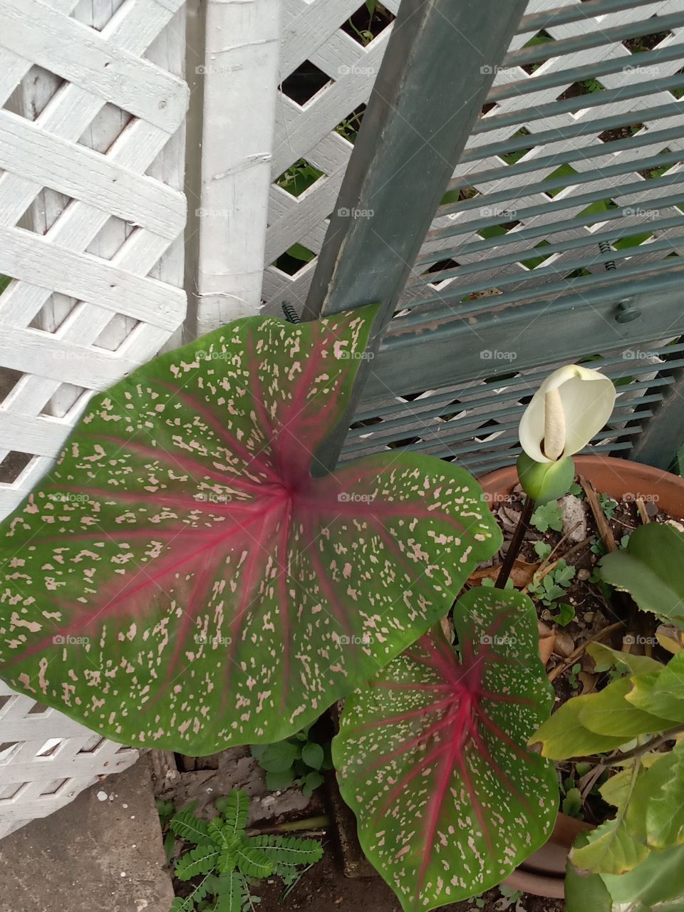 bloom with a difference