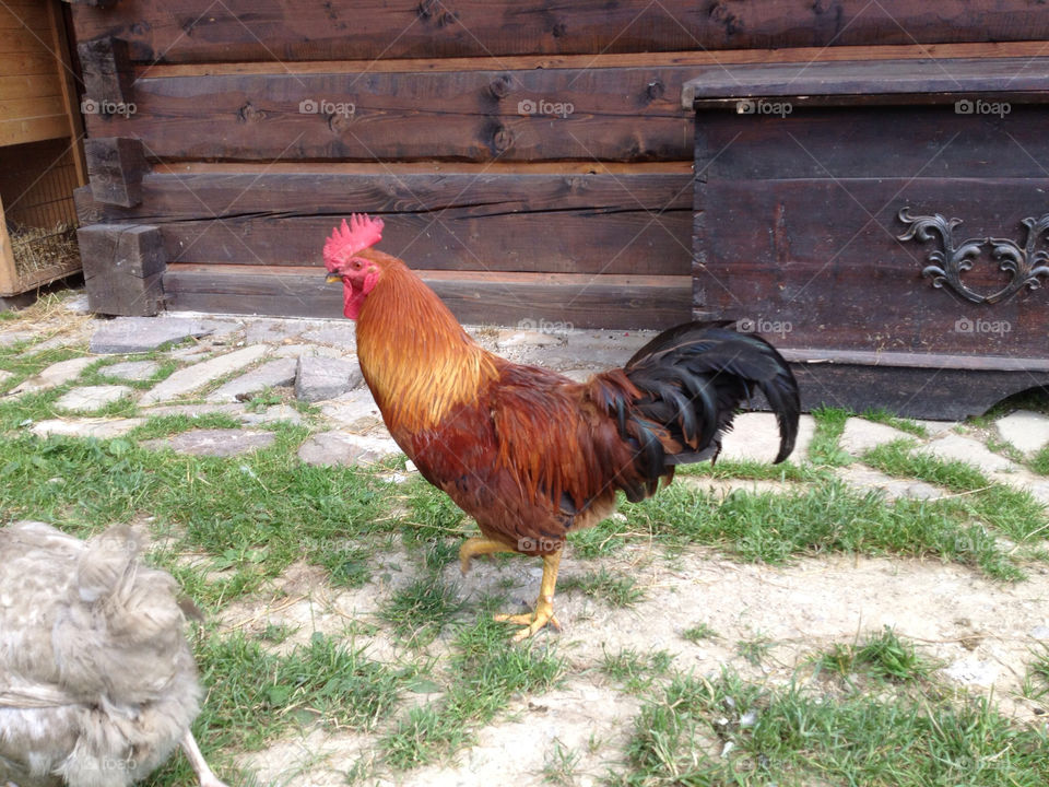 Cockerel
