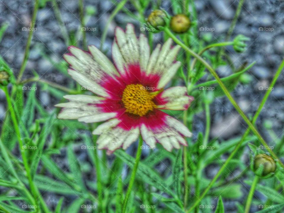 Artistic view on garden flower