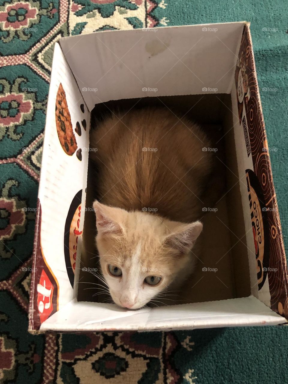 Beautiful cat in the box looking at camera 