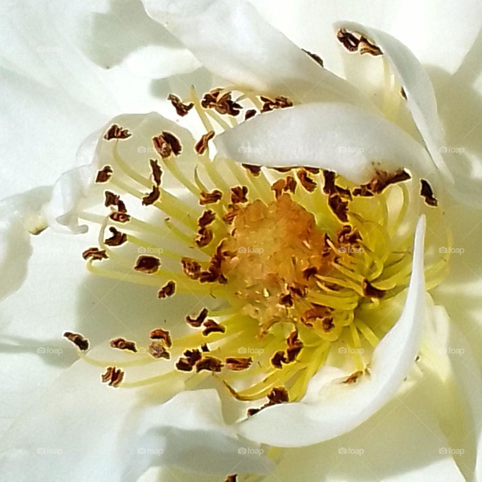 macro flower , white flower