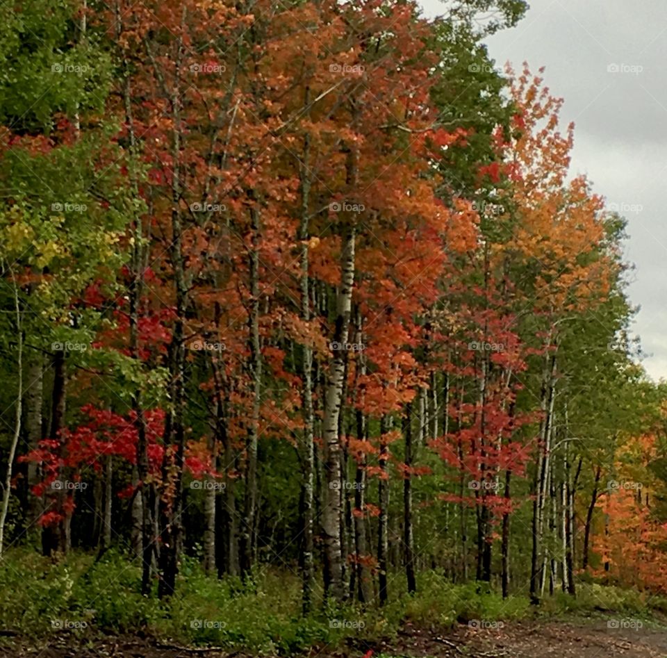 Autumn colours more brilliant in the rain