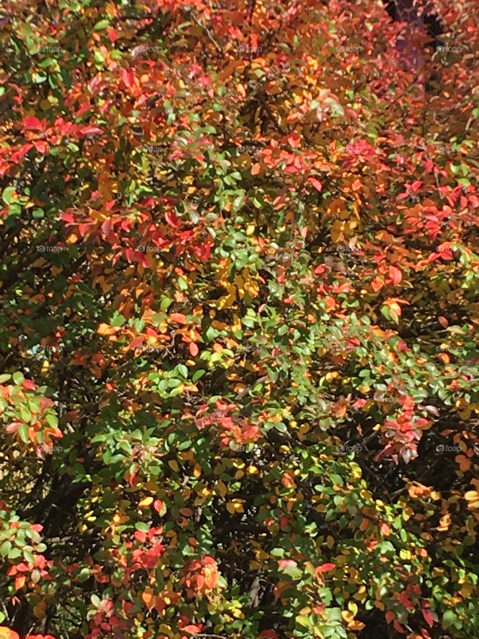 Fall bush