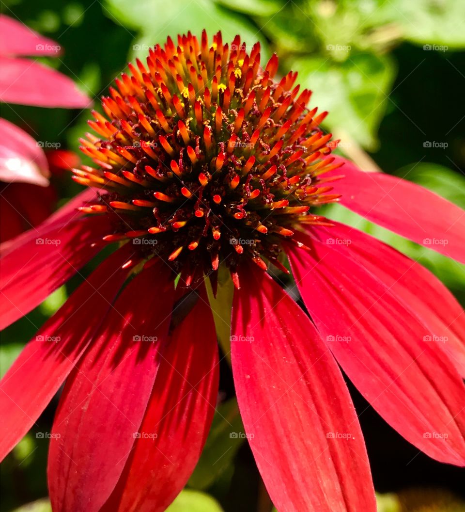 Close up photo of a red flower—taken in Ludington, Michigan 