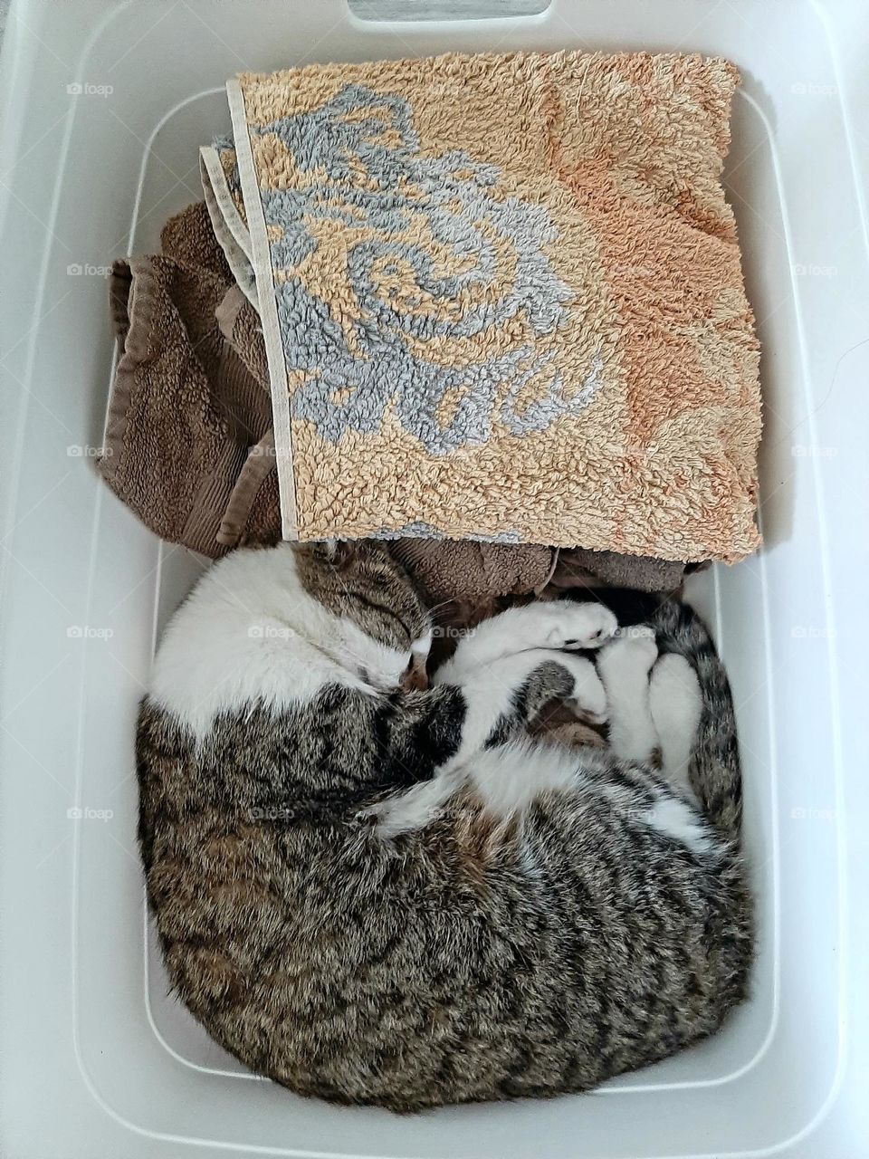 Katze im Wäschekorb