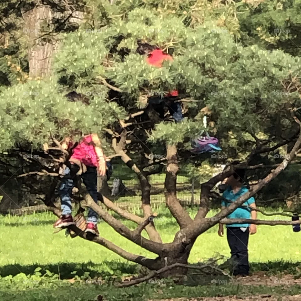 Tree of life