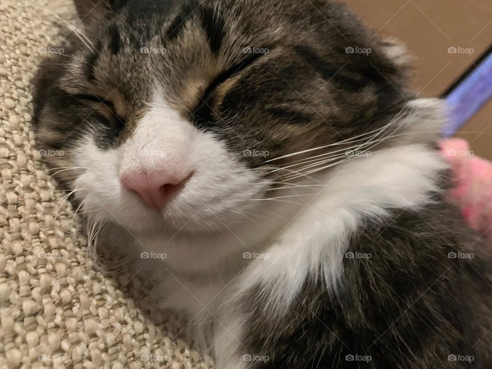 Smiling Sleepy Cute Cat 