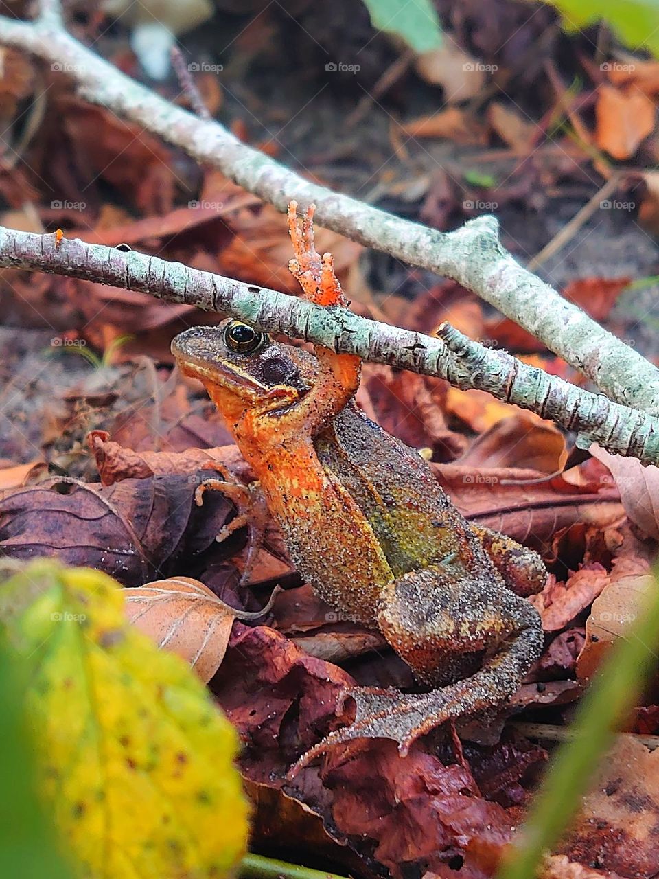 Frog in the forrest