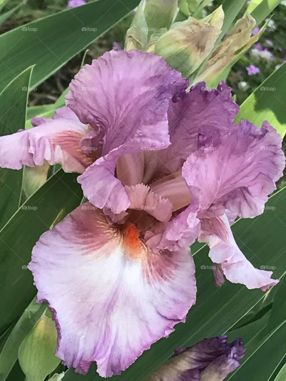 Mauve Iris Flowers in Garden with Green Leaves 