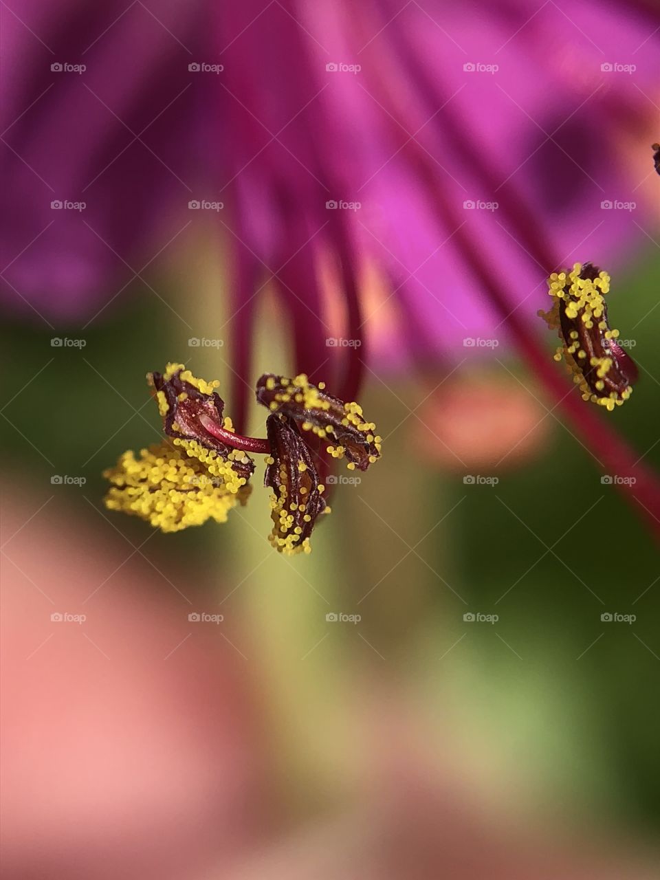 Macro photography- pollen on the end of the cranesbill flower 