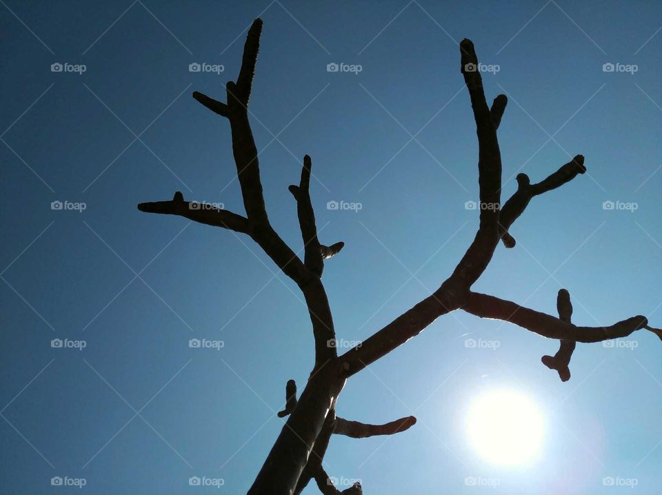 Beautifully captured a tree without any leaves in Indian heat. Dated 25th November 2018
