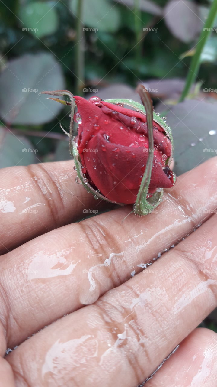 Rose bud With Water Droplet .