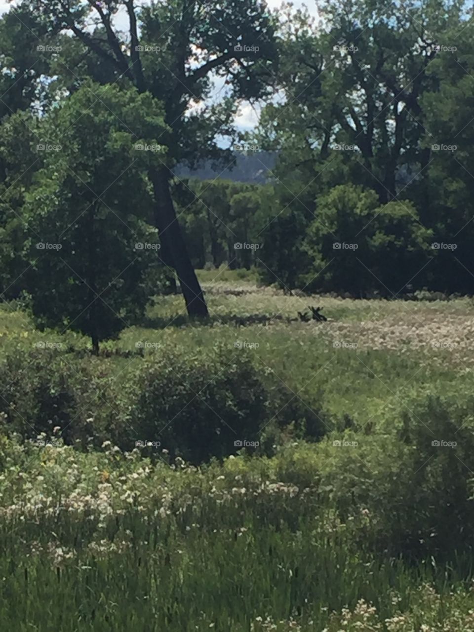 Landscape, Nature, Tree, Grass, Environment