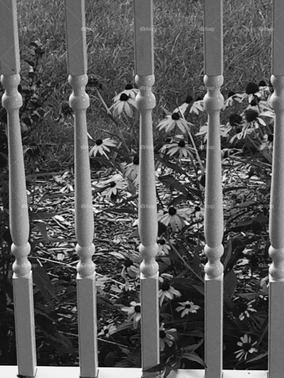 Fence and Flowers