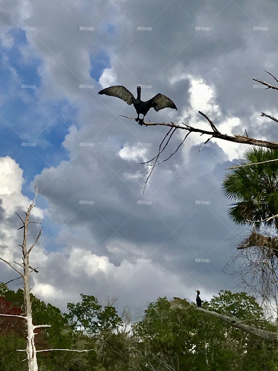 Anhinga, bird, perched high above the river and looking into the Heavens