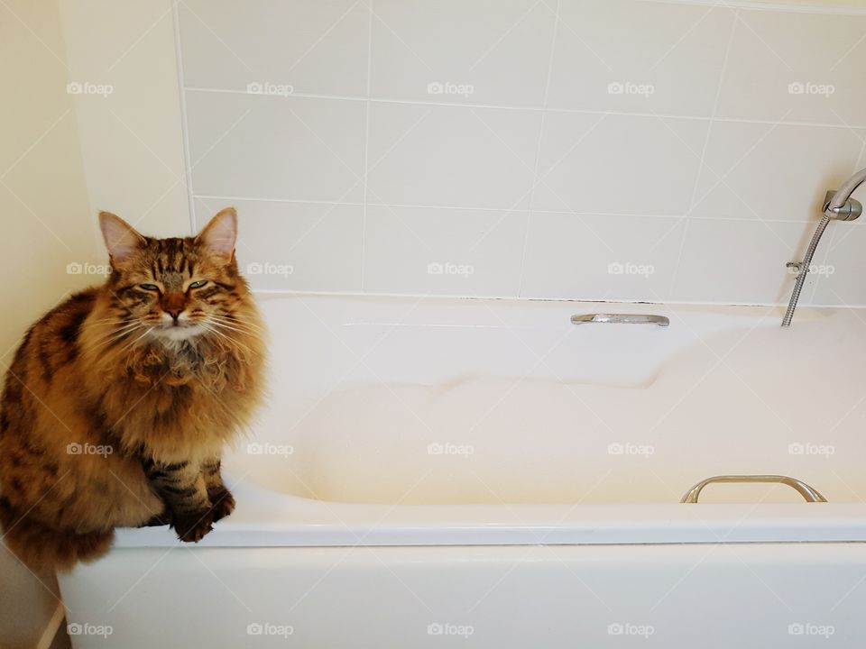 mainecoon tabby lynx sitting with bubbles bathtime smiling