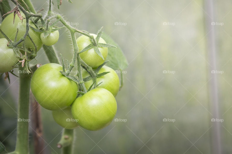 Green tomatoes