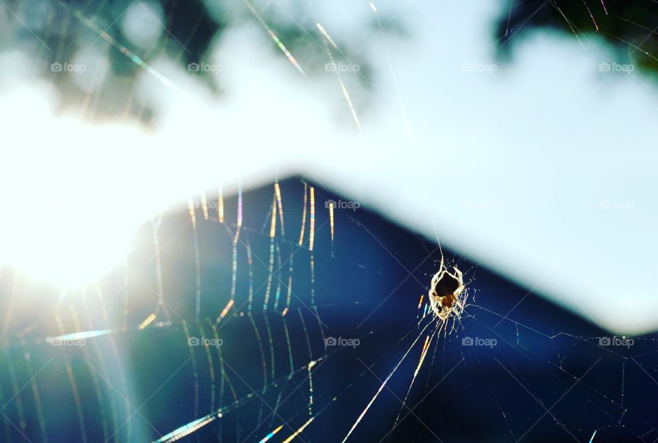 A spider rested in spiderweb under morning sunlight