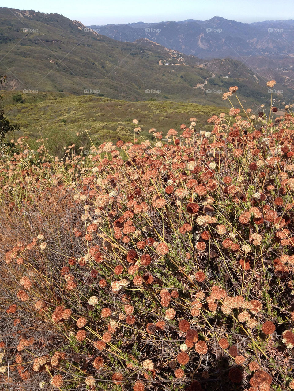 flowers mountain california scenic by illusionfactory