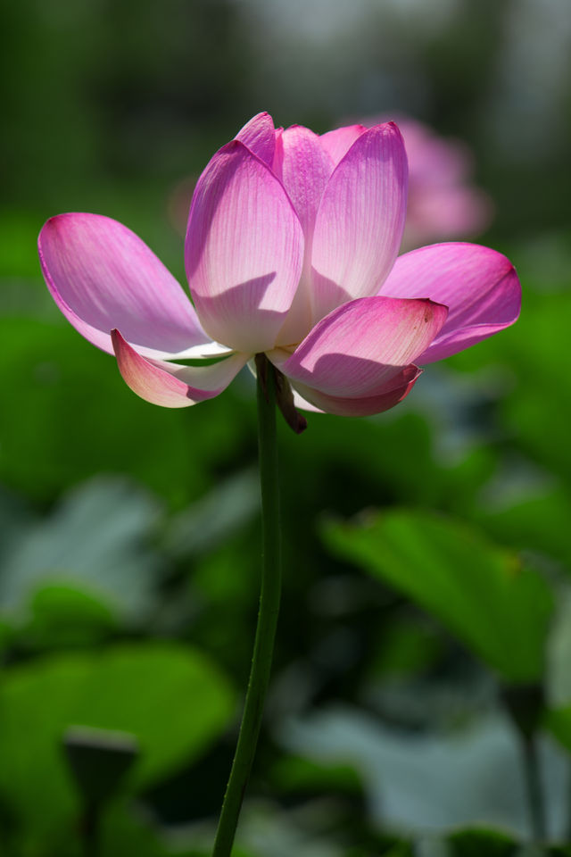 연꽃