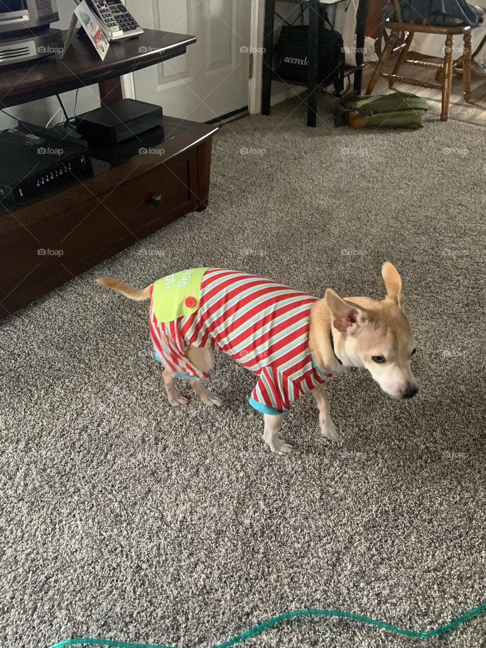 Dog in holiday pjs 