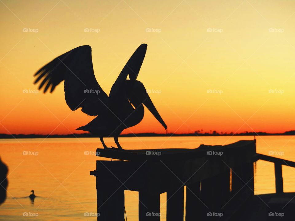 Pelican perched on the dock in the spectacular sunset.