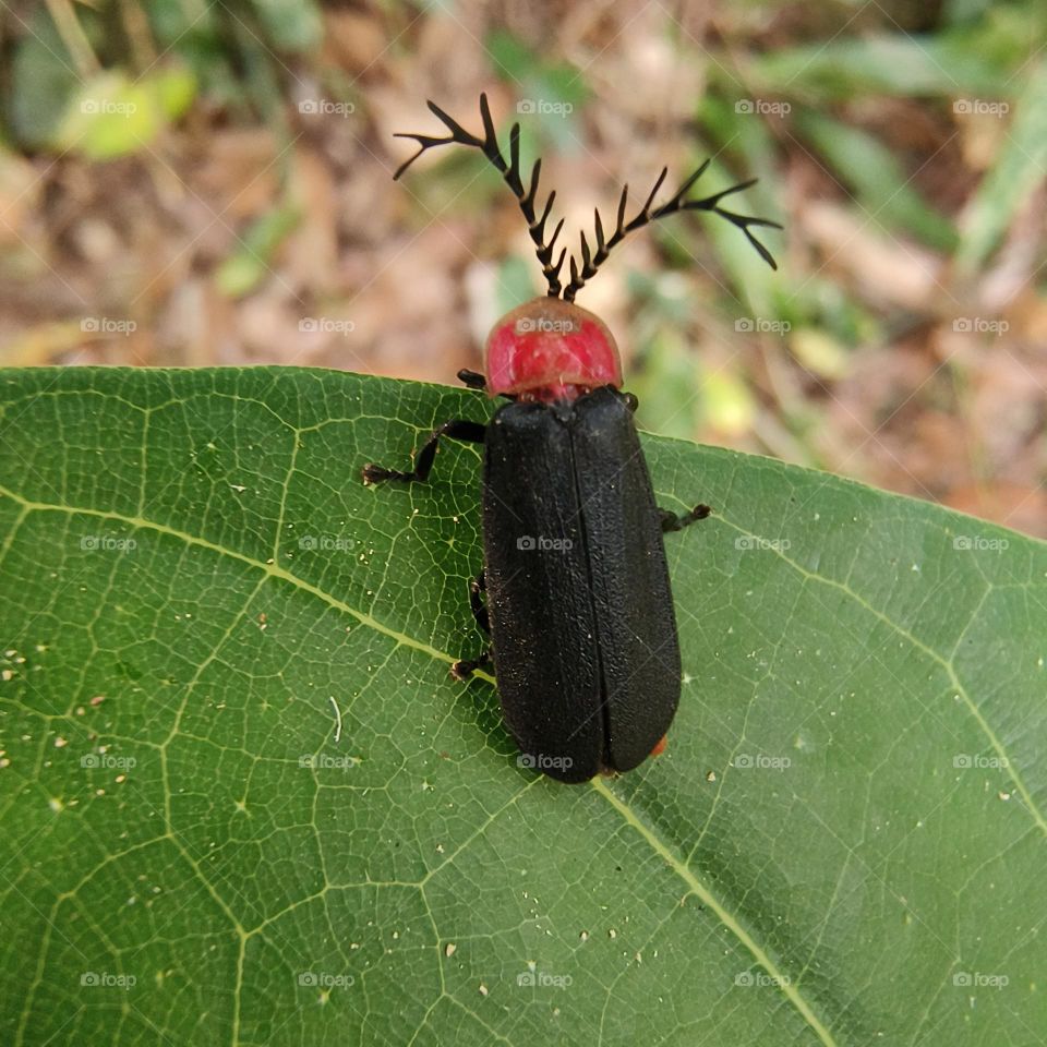 Wild Fireflies in Shuangliu Recreation Area