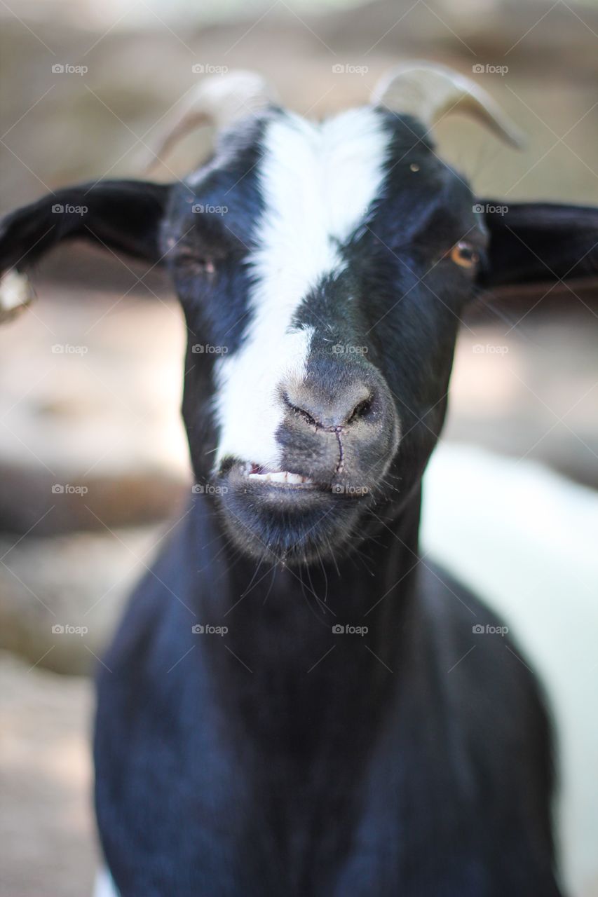 Goofy Goat