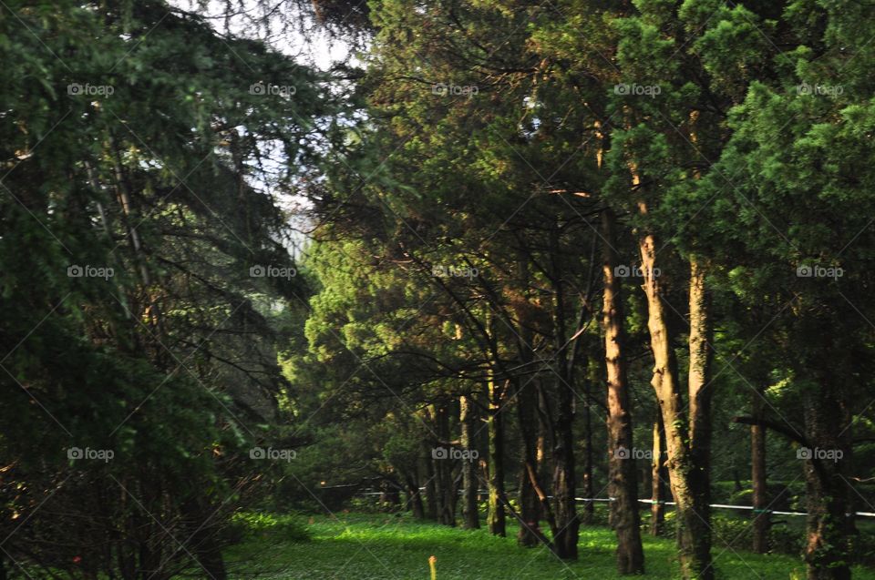 HDR composite of a forest