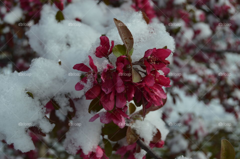 Crabapple blooms in the snow
