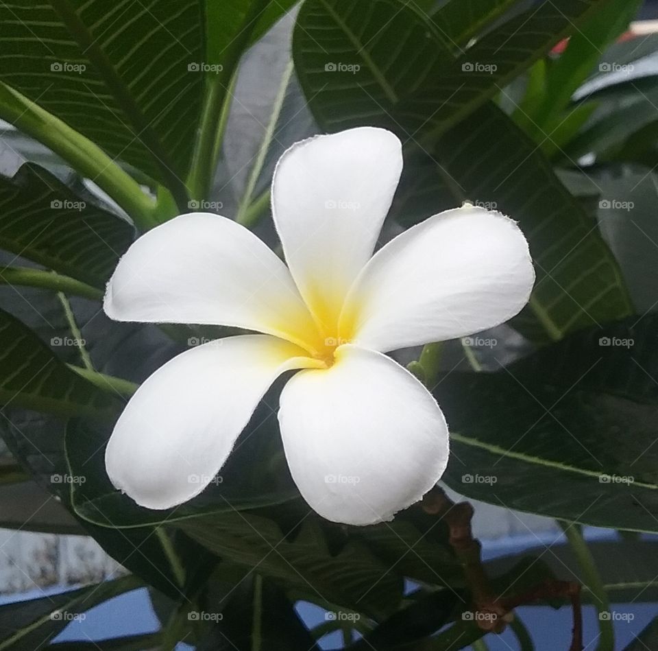 A beautiful Plumeria that is ready to refesh your day. Stand up for your challange and learn from your mistake.
