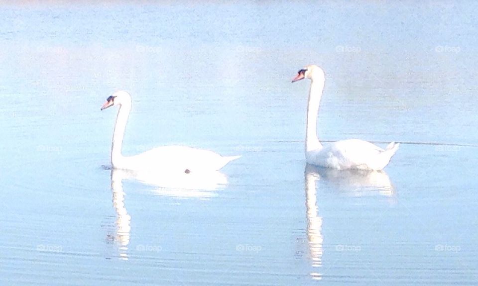 Two swans a swimming