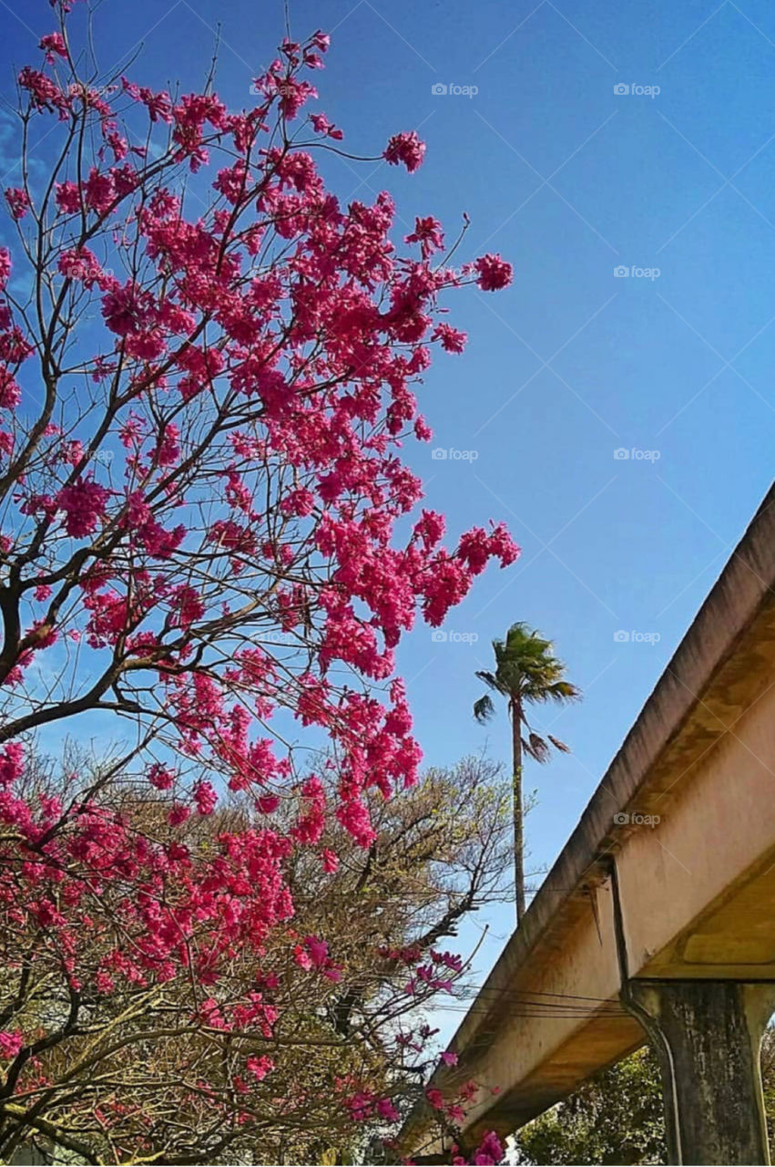Brazilian Street trees during winter