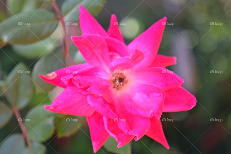 Roses make my garden pretty