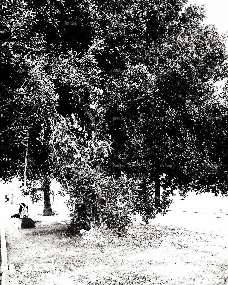 Shades of the tree in the early morning for one of the daily working days in November during the autumn .. Morning activity
