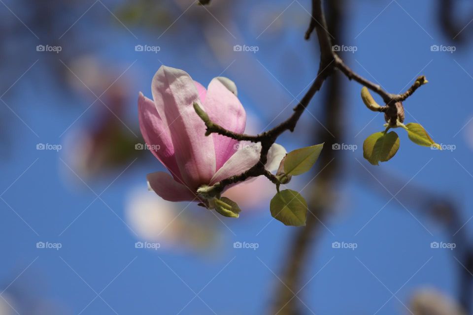 When magnolias are blooming 